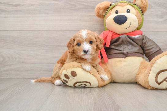 Cavapoo Pup Being Cute