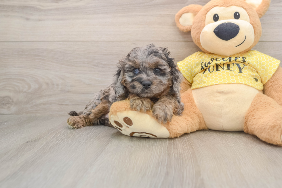 Small Cavapoo Baby