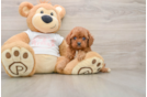 Sweet Cavapoo Baby