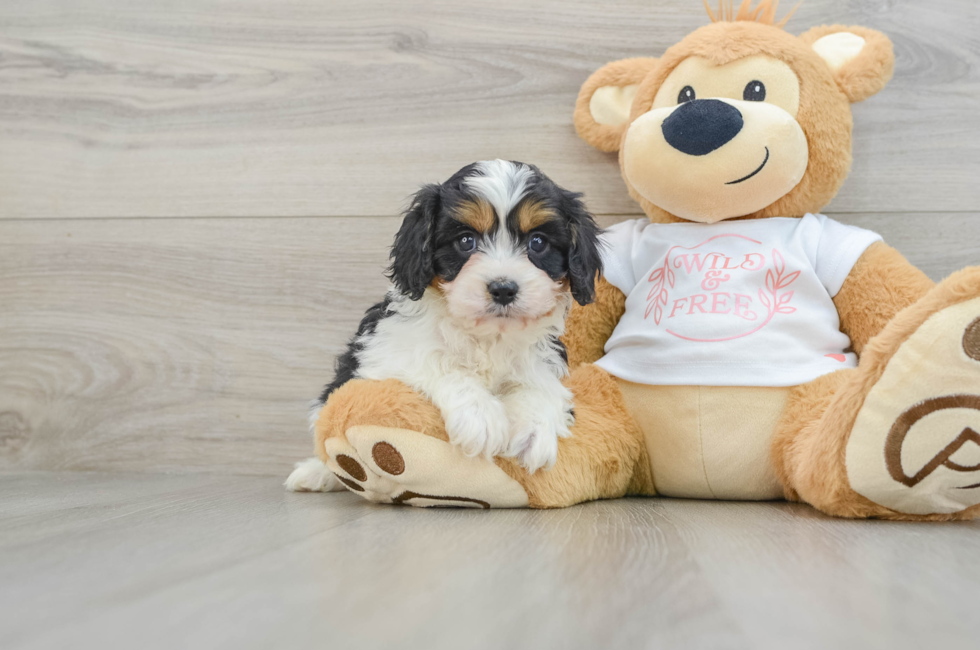 6 week old Cavapoo Puppy For Sale - Lone Star Pups