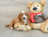 9 week old Cavapoo Puppy For Sale - Lone Star Pups