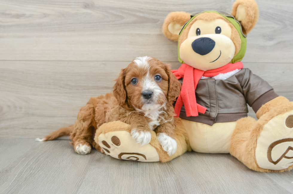 9 week old Cavapoo Puppy For Sale - Lone Star Pups