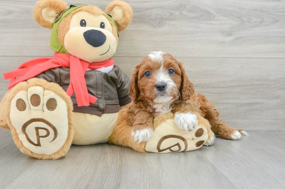 Friendly Cavapoo Baby