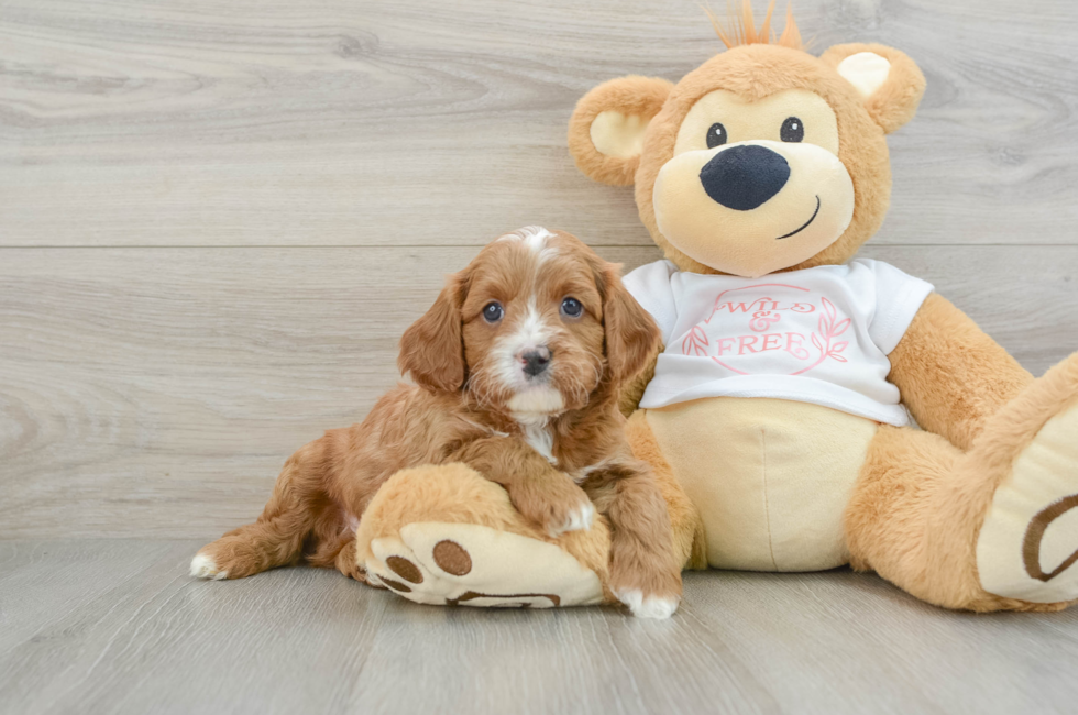 5 week old Cavapoo Puppy For Sale - Lone Star Pups