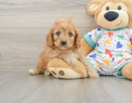 8 week old Cavapoo Puppy For Sale - Lone Star Pups