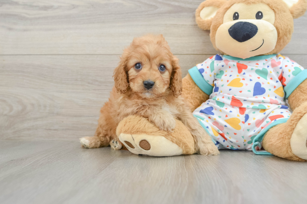 6 week old Cavapoo Puppy For Sale - Lone Star Pups