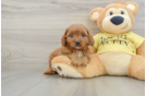 Cavapoo Pup Being Cute