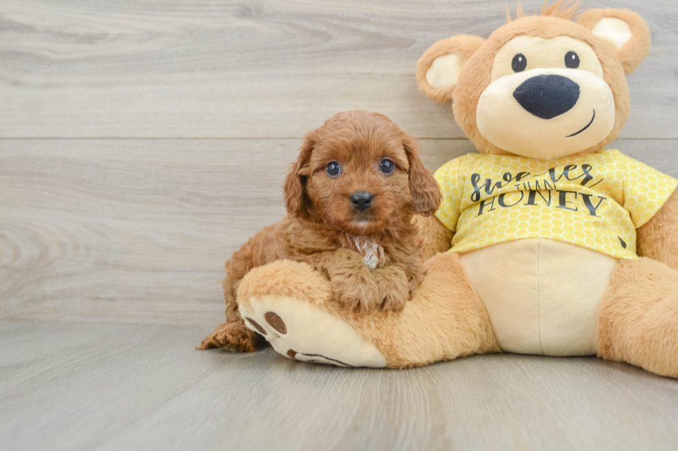 Cavapoo Pup Being Cute
