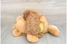 Hypoallergenic Cavadoodle Poodle Mix Puppy