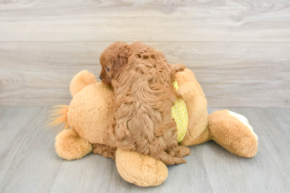 Hypoallergenic Cavadoodle Poodle Mix Puppy