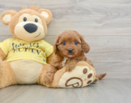 8 week old Cavapoo Puppy For Sale - Lone Star Pups