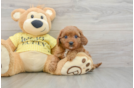 Popular Cavapoo Poodle Mix Pup
