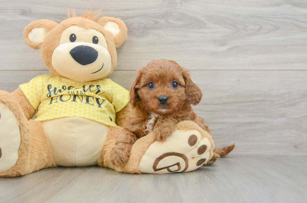 7 week old Cavapoo Puppy For Sale - Lone Star Pups