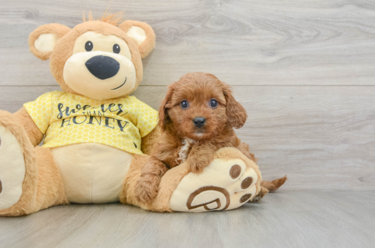 Popular Cavapoo Poodle Mix Pup