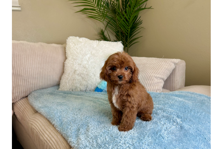 Cavapoo Puppy for Adoption