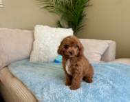 9 week old Cavapoo Puppy For Sale - Lone Star Pups