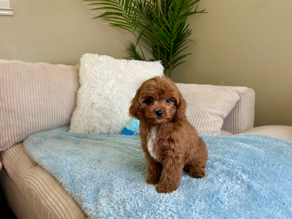 Cavapoo Puppy for Adoption