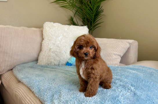 Cavapoo Puppy for Adoption