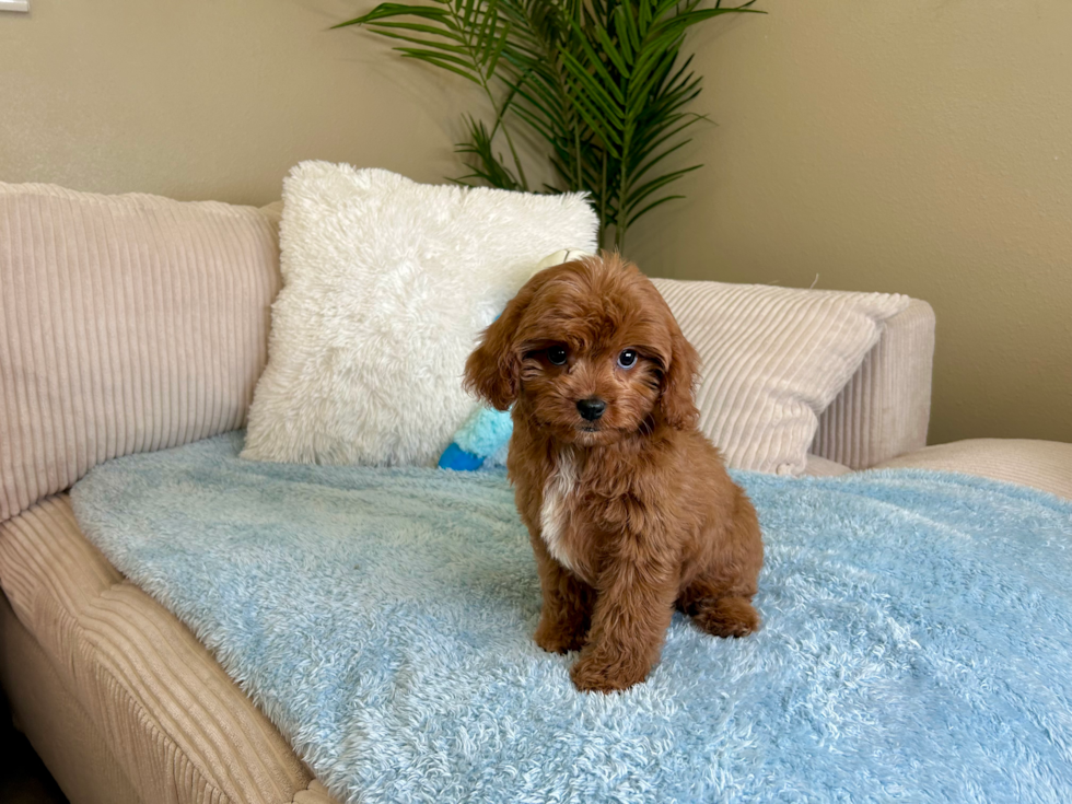 Cute Cavapoo Baby