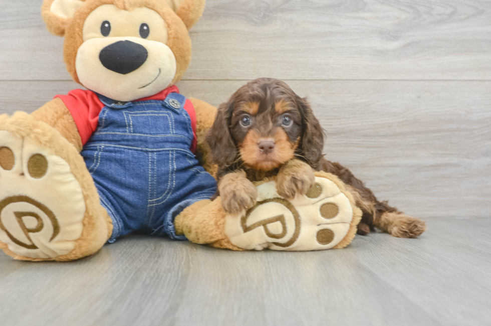6 week old Cavapoo Puppy For Sale - Lone Star Pups