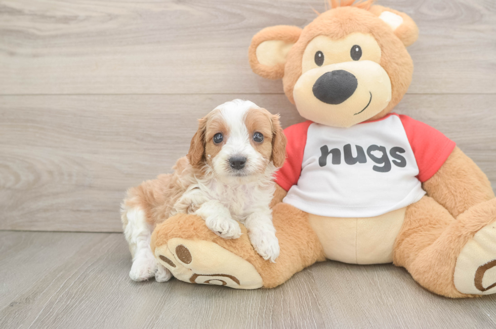 6 week old Cavapoo Puppy For Sale - Lone Star Pups