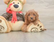 7 week old Cavapoo Puppy For Sale - Lone Star Pups