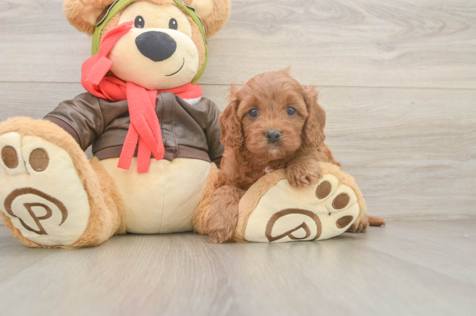 5 week old Cavapoo Puppy For Sale - Lone Star Pups