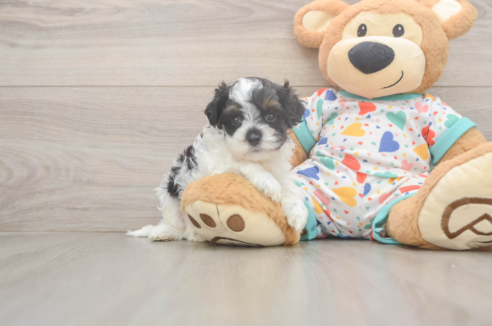 5 week old Cavapoo Puppy For Sale - Lone Star Pups