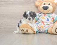 8 week old Cavapoo Puppy For Sale - Lone Star Pups 8 week old Cavapoo Puppy For Sale - Lone Star Pups