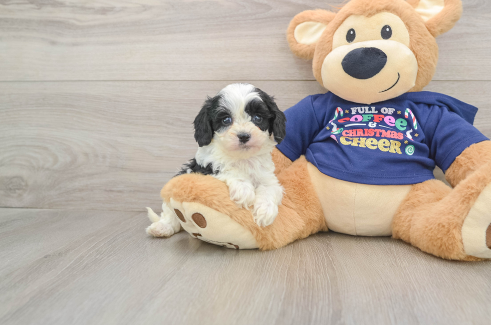6 week old Cavapoo Puppy For Sale - Lone Star Pups