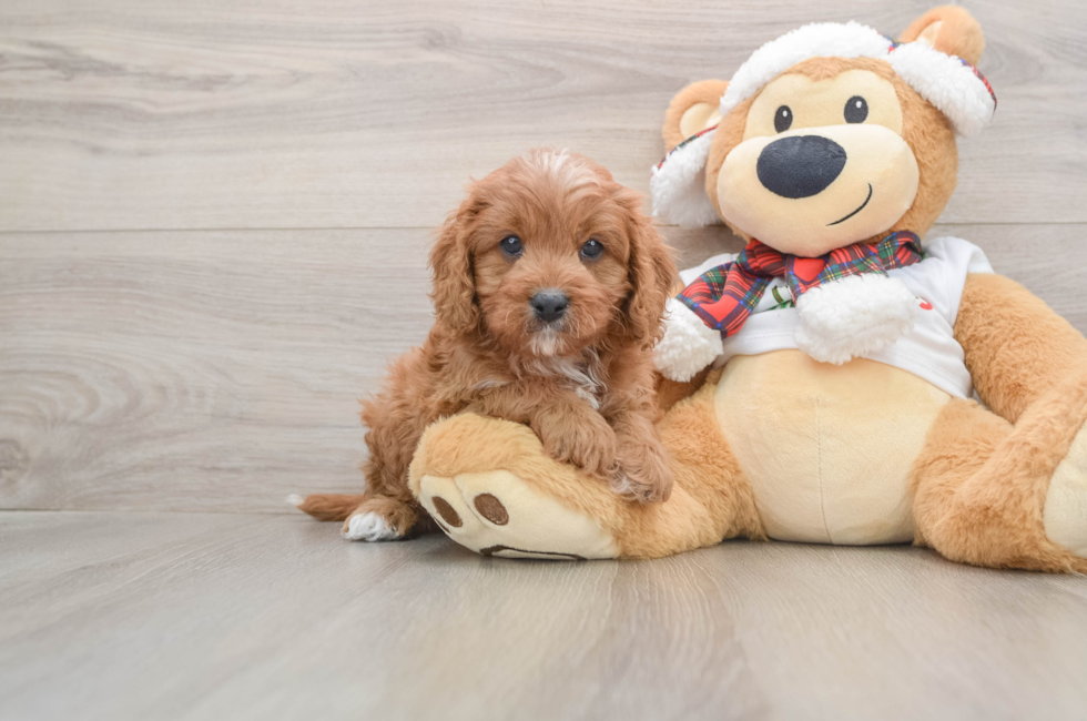 5 week old Cavapoo Puppy For Sale - Lone Star Pups