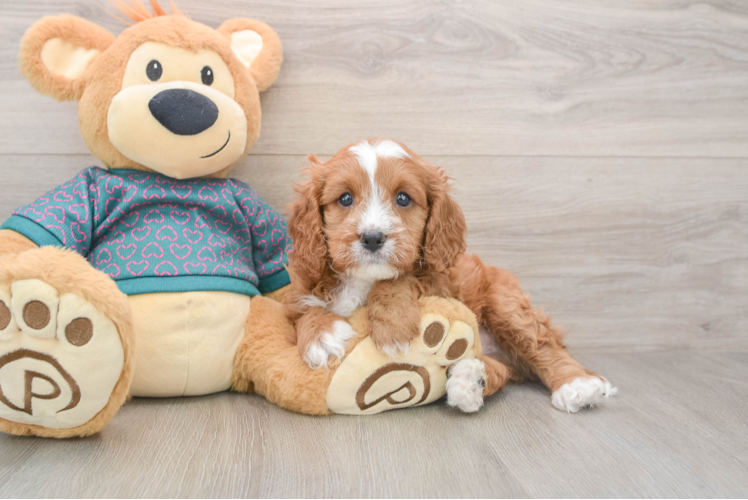 Friendly Cavapoo Baby