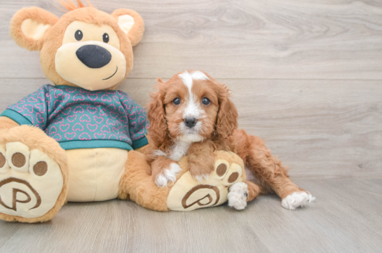 Friendly Cavapoo Baby