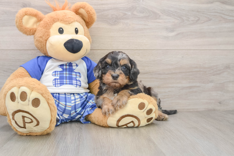 Cavapoo Pup Being Cute