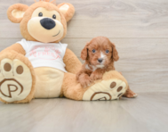 7 week old Cavapoo Puppy For Sale - Lone Star Pups