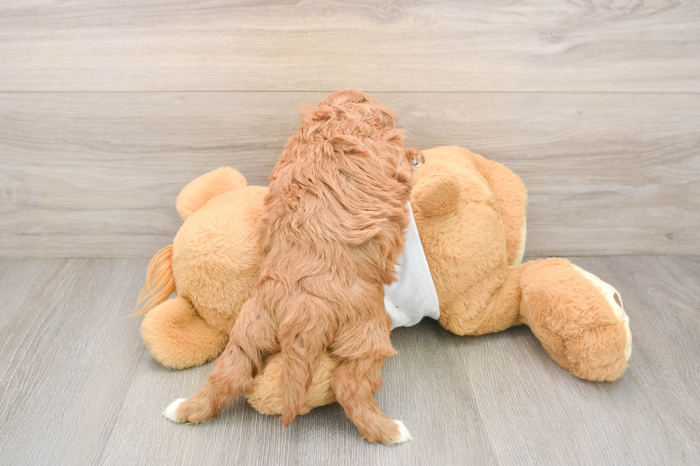 Fluffy Cavapoo Poodle Mix Pup