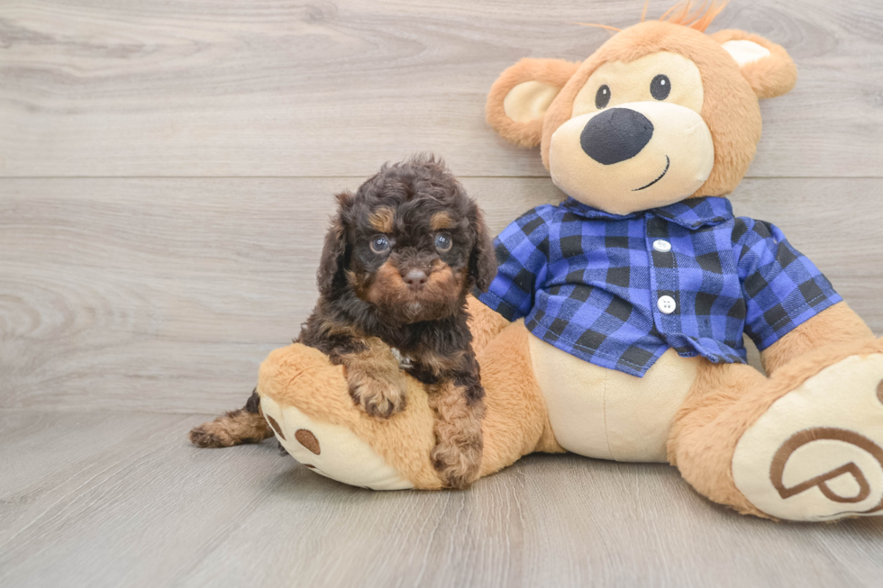 Cavapoo Puppy for Adoption
