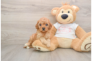 Friendly Cavapoo Baby