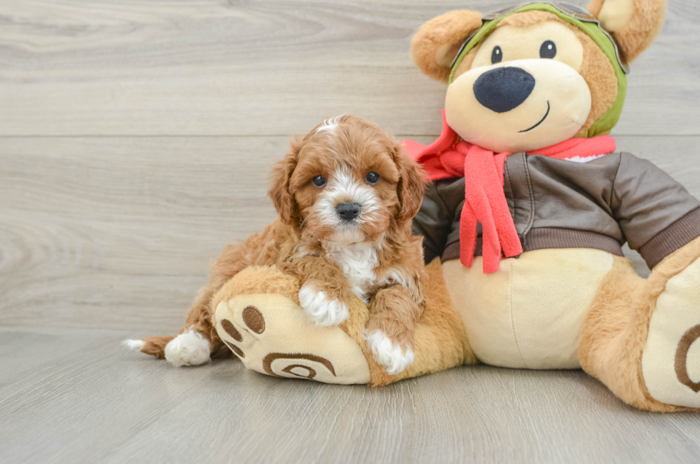 5 week old Cavapoo Puppy For Sale - Lone Star Pups