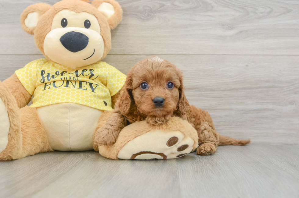 7 week old Cavapoo Puppy For Sale - Lone Star Pups