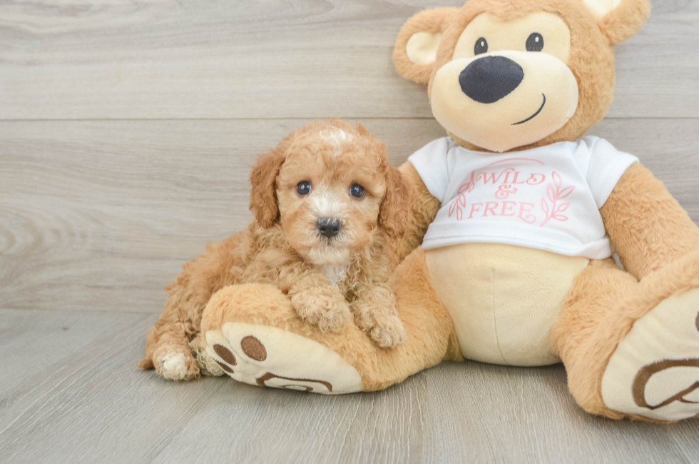 6 week old Cavapoo Puppy For Sale - Lone Star Pups