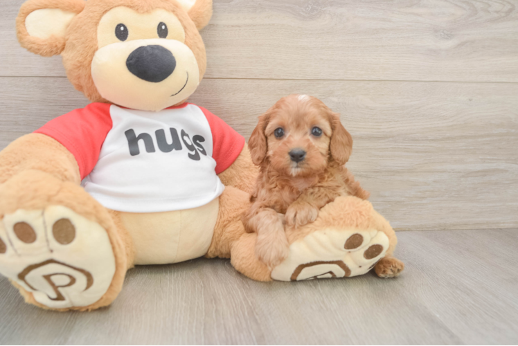 Happy Cavapoo Baby