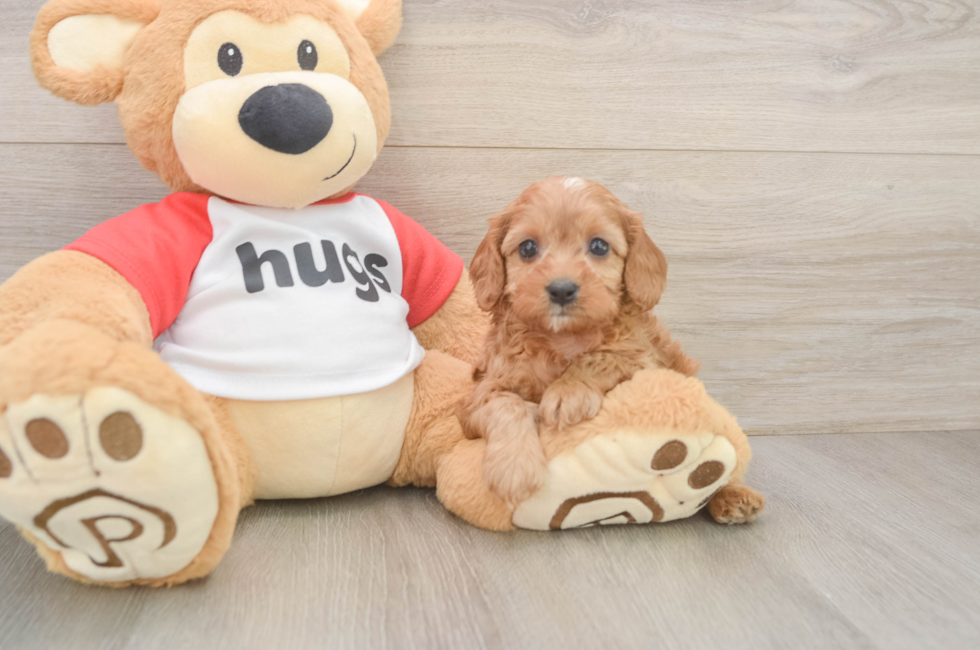6 week old Cavapoo Puppy For Sale - Lone Star Pups