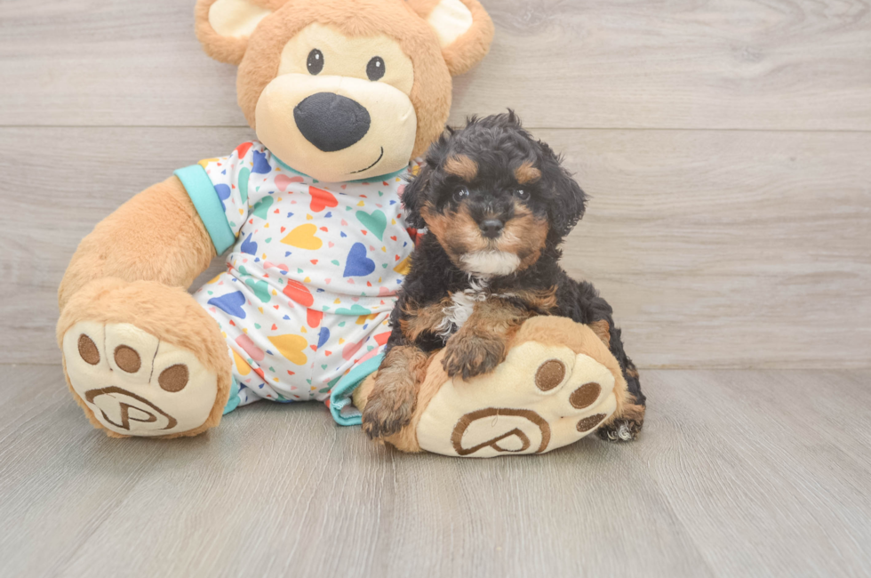 5 week old Cavapoo Puppy For Sale - Lone Star Pups