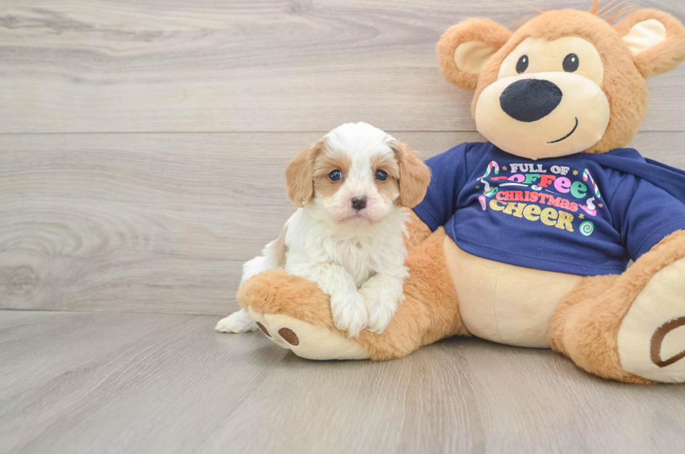 6 week old Cavapoo Puppy For Sale - Lone Star Pups