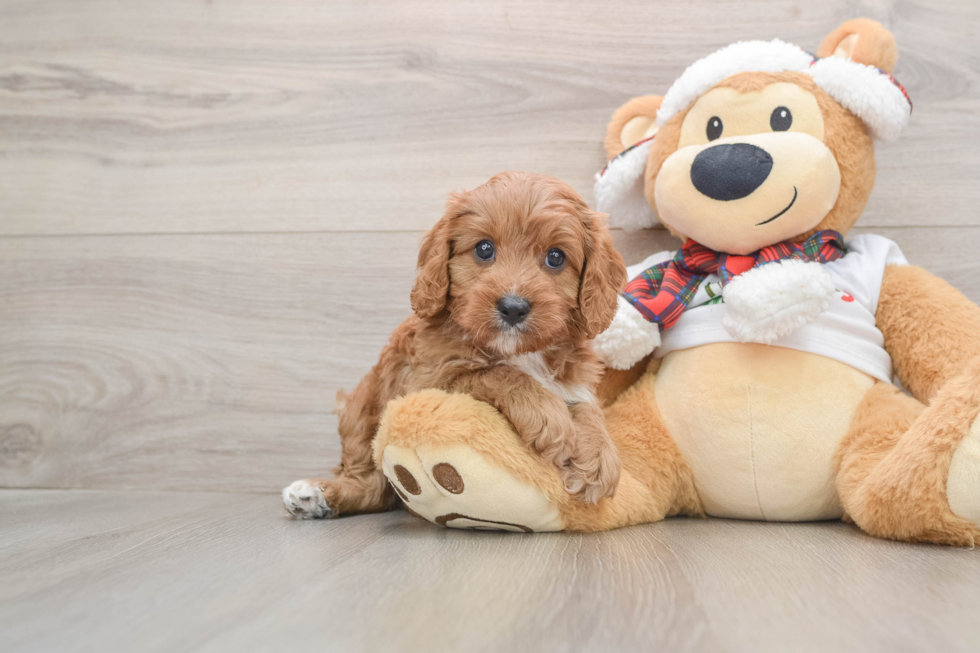 Friendly Cavapoo Baby