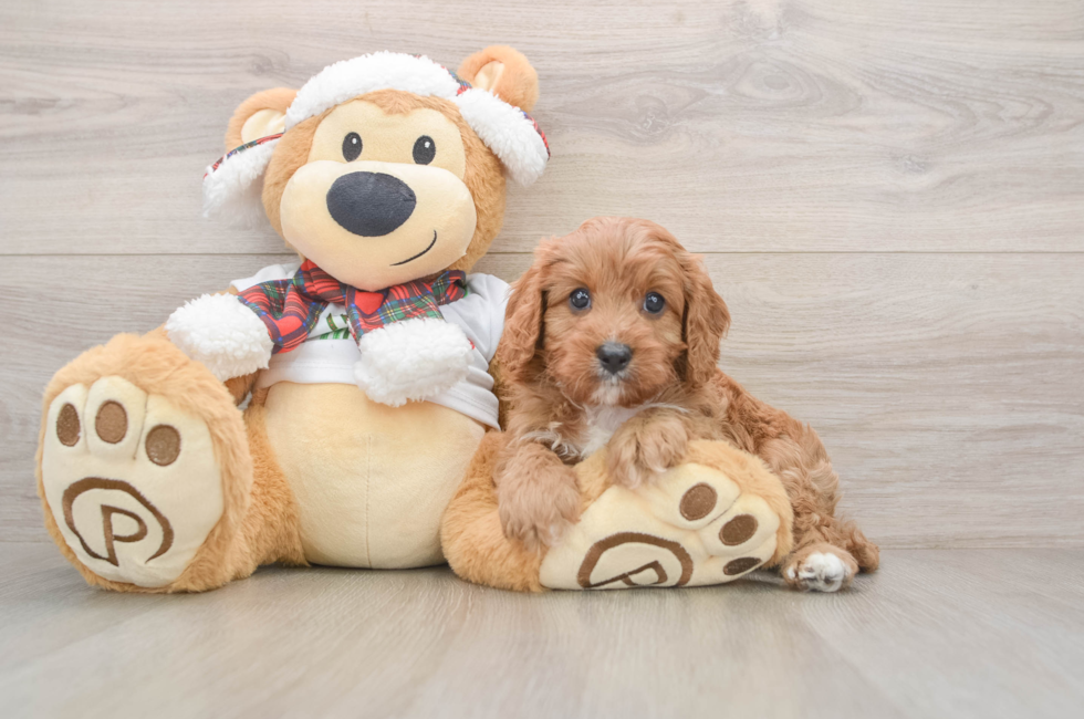 5 week old Cavapoo Puppy For Sale - Lone Star Pups