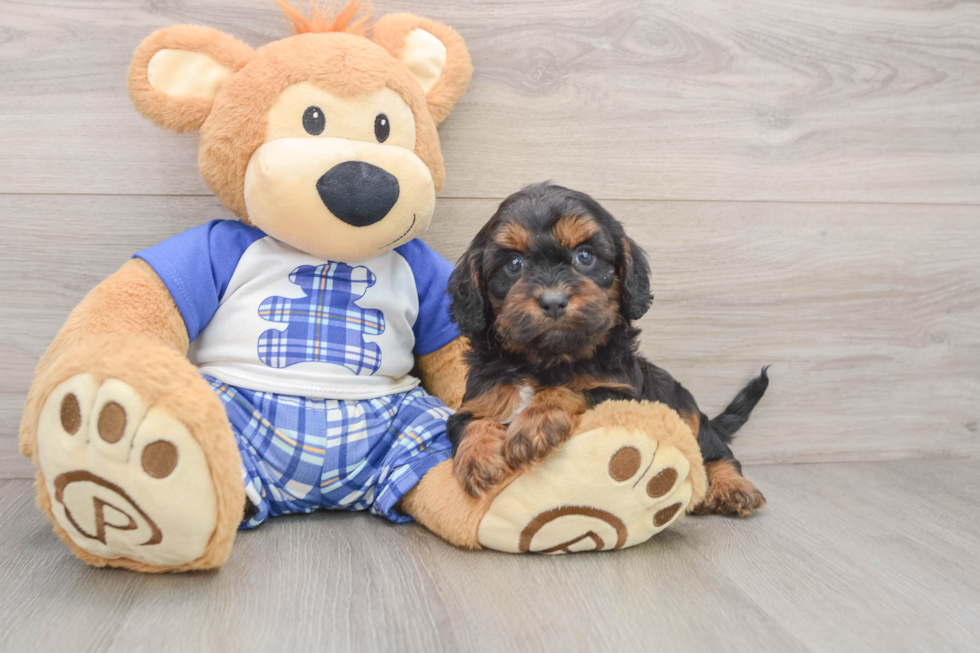 Cavapoo Pup Being Cute