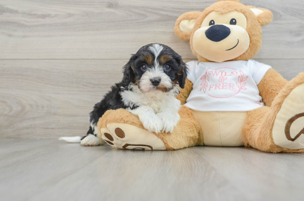 6 week old Cavapoo Puppy For Sale - Lone Star Pups