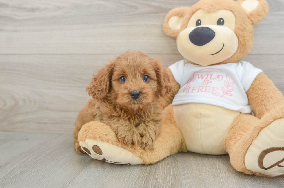 6 week old Cavapoo Puppy For Sale - Lone Star Pups